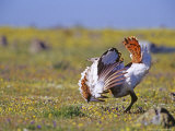 Great Bustard  Young Male  Extremadura  Spain