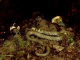 Grass Snake  Young  UK