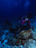 Feathertail Sting Ray  With Diver Felidu Atoll  Maldives