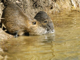 Coypu or Nutria  Pair on Riverbank  France