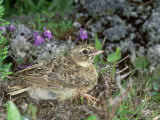 Skylark  Young