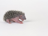 Hedgehog Young 3-4 Days Old  Erinaceus Europaeus