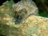 Hedgehog  Aylesbury  UK
