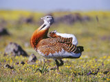 Great Bustard  Male  Extremadura  Spain