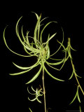 Spider Plant  Chlorophytum Comosum Variegatum