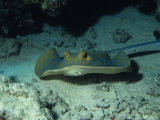 Blue Spotted Sting Ray  Ras Mohammed  Red Sea