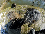 Coypu or Nutria  Being Inquisitive  France
