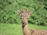 Roe Deer  Buck with Peruke Growth