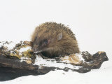 Hedgehog  Erinaceus Europaeus
