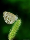 Lime Blue  Bandhavgarh National Park  India