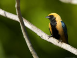 Burnished-Buff Tanager  Male Perched on Branch  Brazil