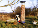 Great Spotted Woodpecker on Nut Feeder  Kent  UK