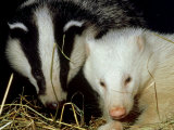 Badger  Erythristic and Normal  UK