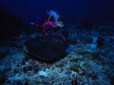 Feathertail Sting Ray  With Diver Felidu Atoll  Maldives