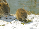 Coypu or Nutria  Adult and Young  France