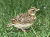 Skylark  Young in Grass