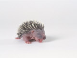 Hedgehog Young 3-4 Days Old  Erinaceus Europaeus