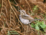 Wryneck  Migrant  Isles of Scilly  October