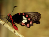 Common Rose  Bandhavgarh National Park  India