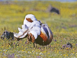 Great Bustard  Male  Extremadura  Spain