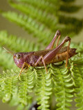 Grasshopper  Spain