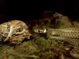 Grass Snake  Young  UK