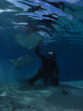 Hawai Sting Ray  with Diver  Polynesia