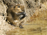 Coypu or Nutria  Washing Itself  France