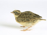 Skylark  Young