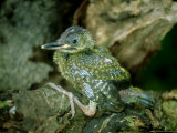Green Woodpecker  Young  England  UK