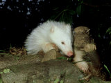 Badger  UK