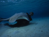 Hawai Sting Ray  with Diver  Polynesia