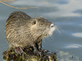 Coypu or Nutria  Sitting on Rock  France