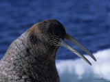 Walrus  Sunbathing  Nunavut  Canada