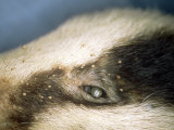 Badger  Covered in Biting Lice  Trichodectes Melis