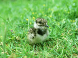 Lapwing  Young  England  UK