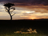 Lions at Sunset  Tanzania