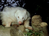 Badger  UK
