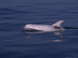 Rissos Dolphin  Porpoising  France