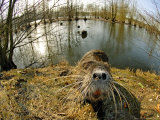 Coypu or Nutria  Lisle Adam  France