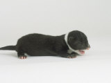 Mink  Young