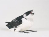 Little Auk  Alle Alle