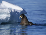 Walrus  Pair Near Ice Floe  Canada