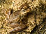 Gladiator Tree Frog on Trunk of Tree  Costa Rica