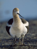American Avocet  with Babies  Northern California  USA