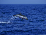 Striped Dolphin  Leaping  Mediterranean