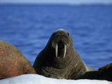 Walrus  Group on Ice  Canada