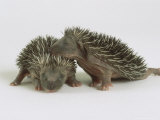 Hedgehogs  Young