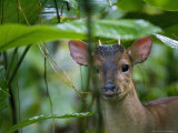 Red Brocket Deer  Portrait  Costa Rica