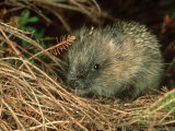 Hedgehog  England